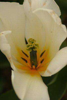 Tulip Visit 2009 098-.jpg