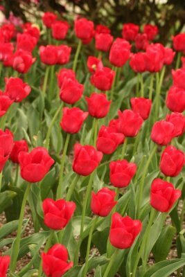 Tulip Visit 2009 099-.jpg