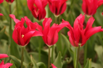 Tulip Visit 2009 102-.jpg