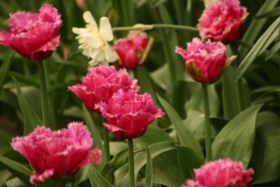 Tulip Visit 2009 126-.jpg