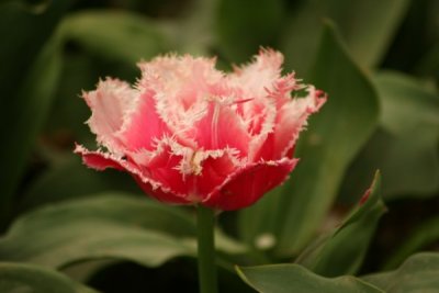 Tulip Visit 2009 138-.jpg