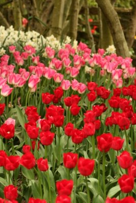 Tulip Visit 2009 139-.jpg