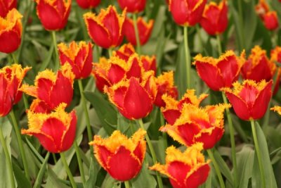 Tulip Visit 2009 140-.jpg