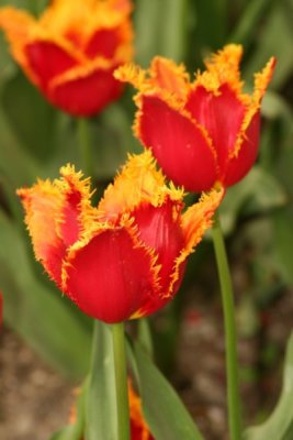 Tulip Visit 2009 141-.jpg