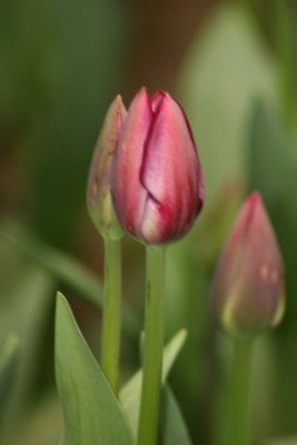Tulip Visit 2009 142-.jpg