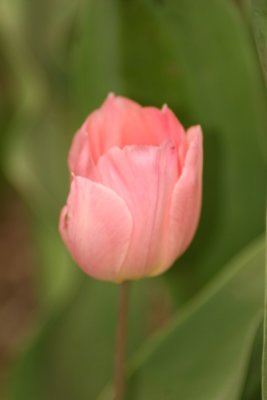 Tulip Visit 2009 143-.jpg
