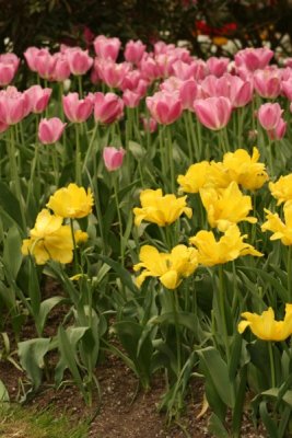 Tulip Visit 2009 145-.jpg