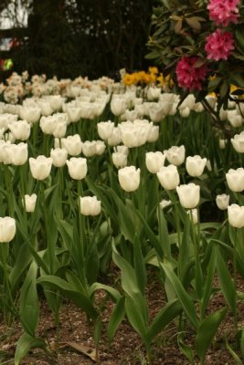 Tulip Visit 2009 146-.jpg