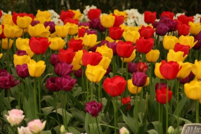 Tulip Visit 2009 147-.jpg