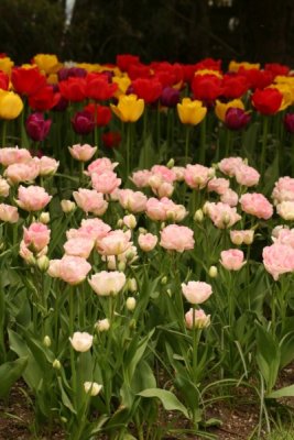 Tulip Visit 2009 148-.jpg