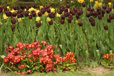 Tulip Visit 2009 150-.jpg
