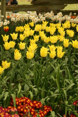Tulip Visit 2009 153-.jpg