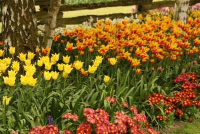 Tulip Visit 2009 154-.jpg