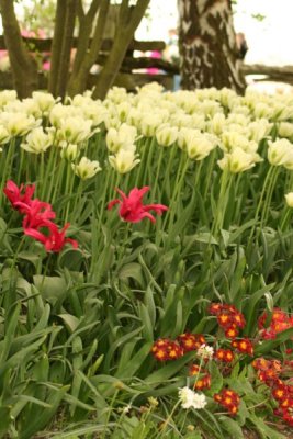 Tulip Visit 2009 158-.jpg
