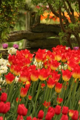 Tulip Visit 2009 161-.jpg