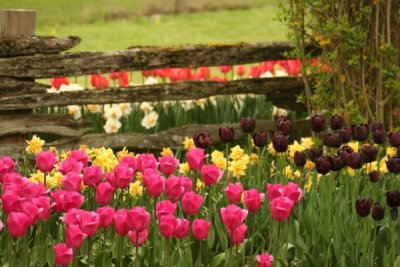 Tulip Visit 2009 167-.jpg