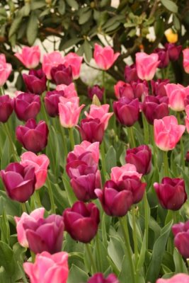 Tulip Visit 2009 169-.jpg
