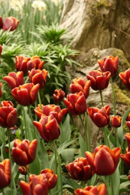 Tulip Visit 2009 171-.jpg