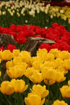 Tulip Visit 2009 172-.jpg