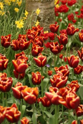 Tulip Visit 2009 174-.jpg
