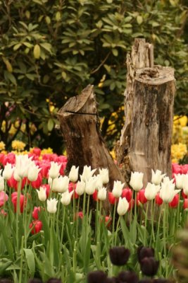 Tulip Visit 2009 175-.jpg