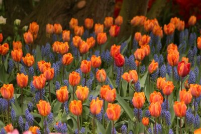 Tulip Visit 2009 177-.jpg