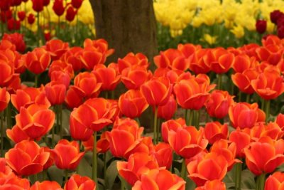 Tulip Visit 2009 178-.jpg