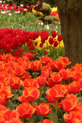 Tulip Visit 2009 179-.jpg