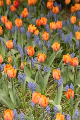 Tulip Visit 2009 181-.jpg