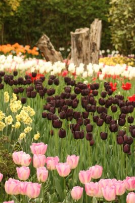 Tulip Visit 2009 182-.jpg