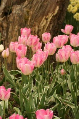 Tulip Visit 2009 183-.jpg