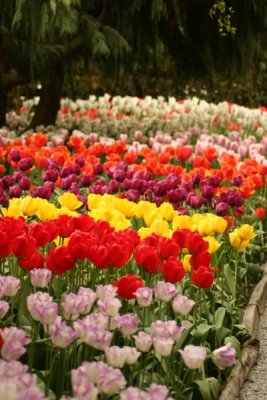 Tulip Visit 2009 184-.jpg