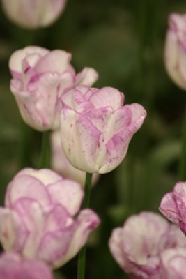 Tulip Visit 2009 185-.jpg