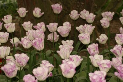 Tulip Visit 2009 186-.jpg