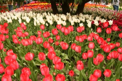 Tulip Visit 2009 187-.jpg
