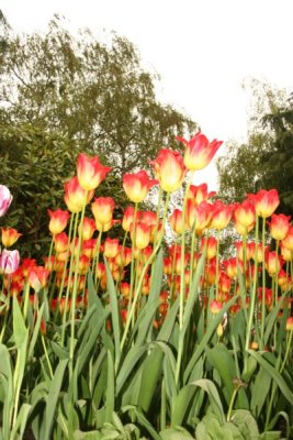 Tulip Visit 2009 188-.jpg