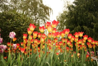 Tulip Visit 2009 189-.jpg