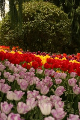Tulip Visit 2009 190-.jpg