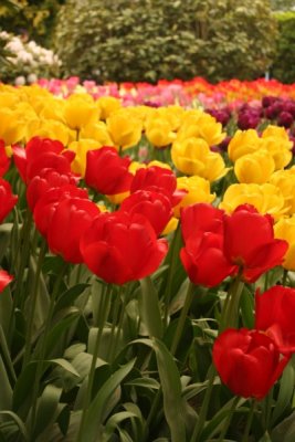 Tulip Visit 2009 192-.jpg
