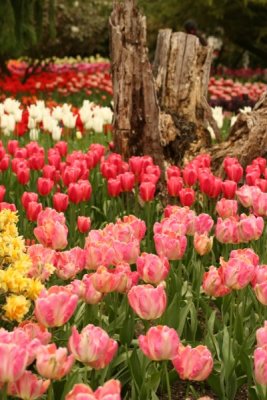 Tulip Visit 2009 198-.jpg