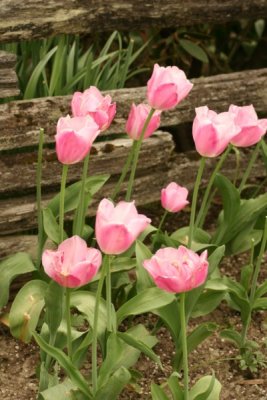 Tulip Visit 2009 201-.jpg