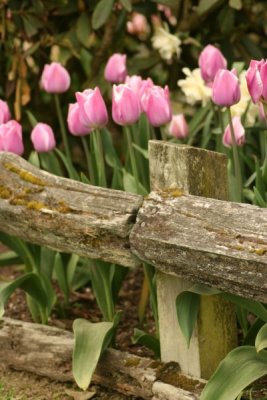 Tulip Visit 2009 204-.jpg
