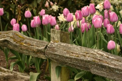 Tulip Visit 2009 205-.jpg