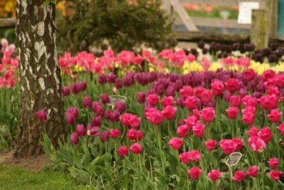 Tulip Visit 2009 206-.jpg