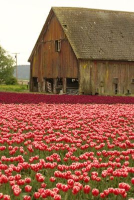 Tulip Visit 2009 225-.jpg