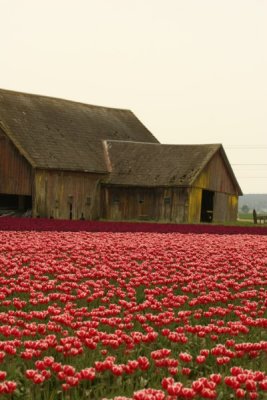 Tulip Visit 2009 226-.jpg