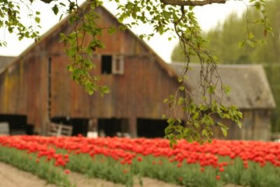 Tulip Visit 2009 230-.jpg