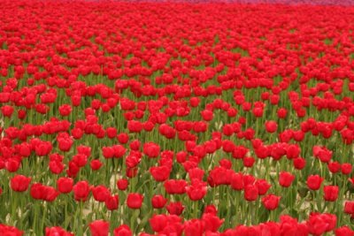 Tulip Visit 2009 233-.jpg