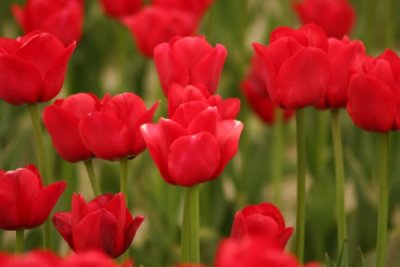Tulip Visit 2009 234-.jpg