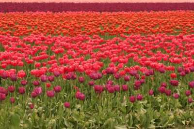 Tulip Visit 2009 239-.jpg